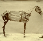 Chadwick Stokes – The Horse Comanche